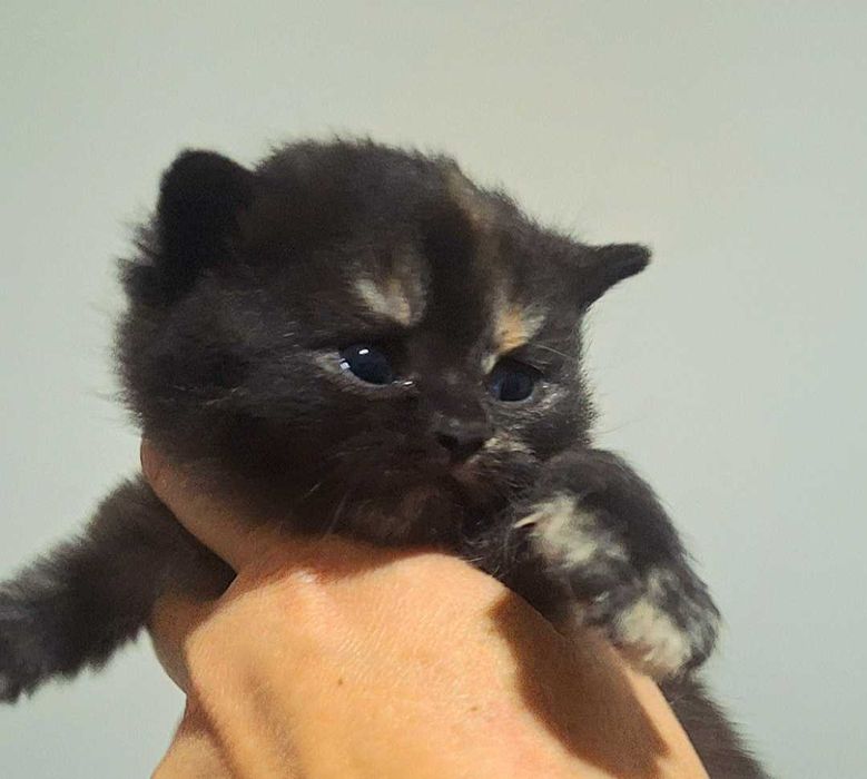 Kot Brytyjski  CZARNY  Rodowód PZF/WCF