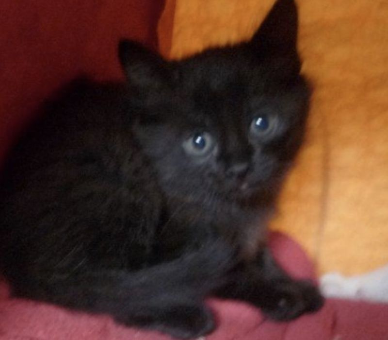Gatinho preto olhos claros 2 meses  em Lisboa