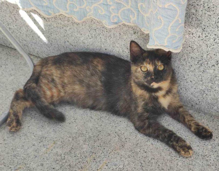 Gatinha para doação responsável