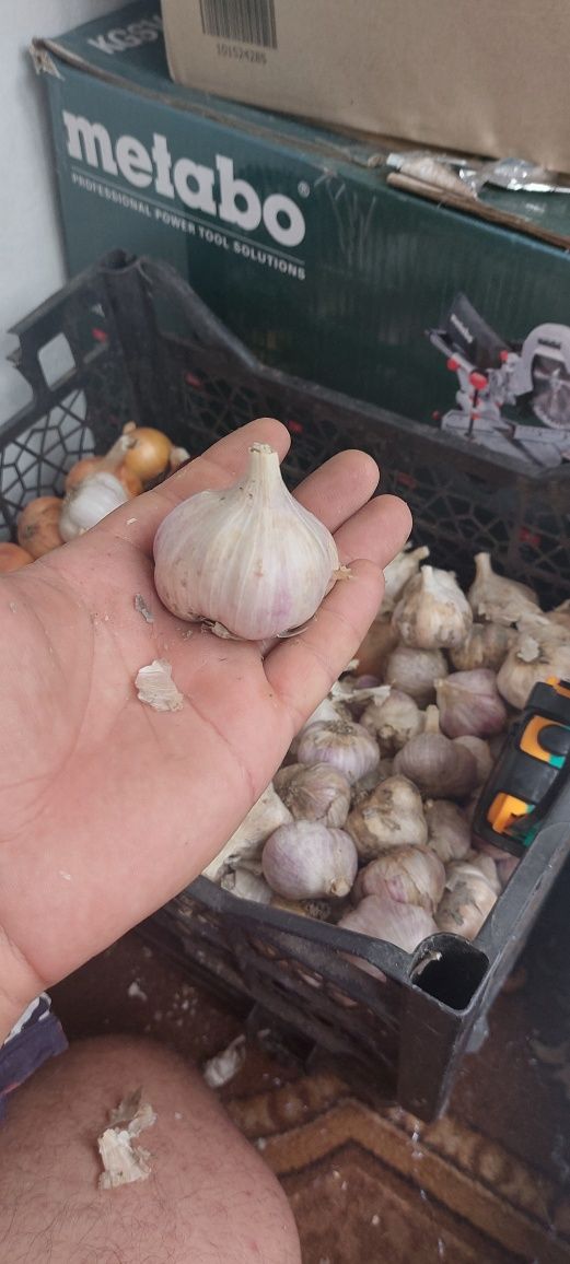 Продам часник, сорт Любаша