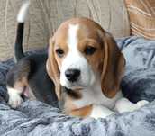 Szczeniak Beagle  czystej rasy okazyjna cena weekendowa.