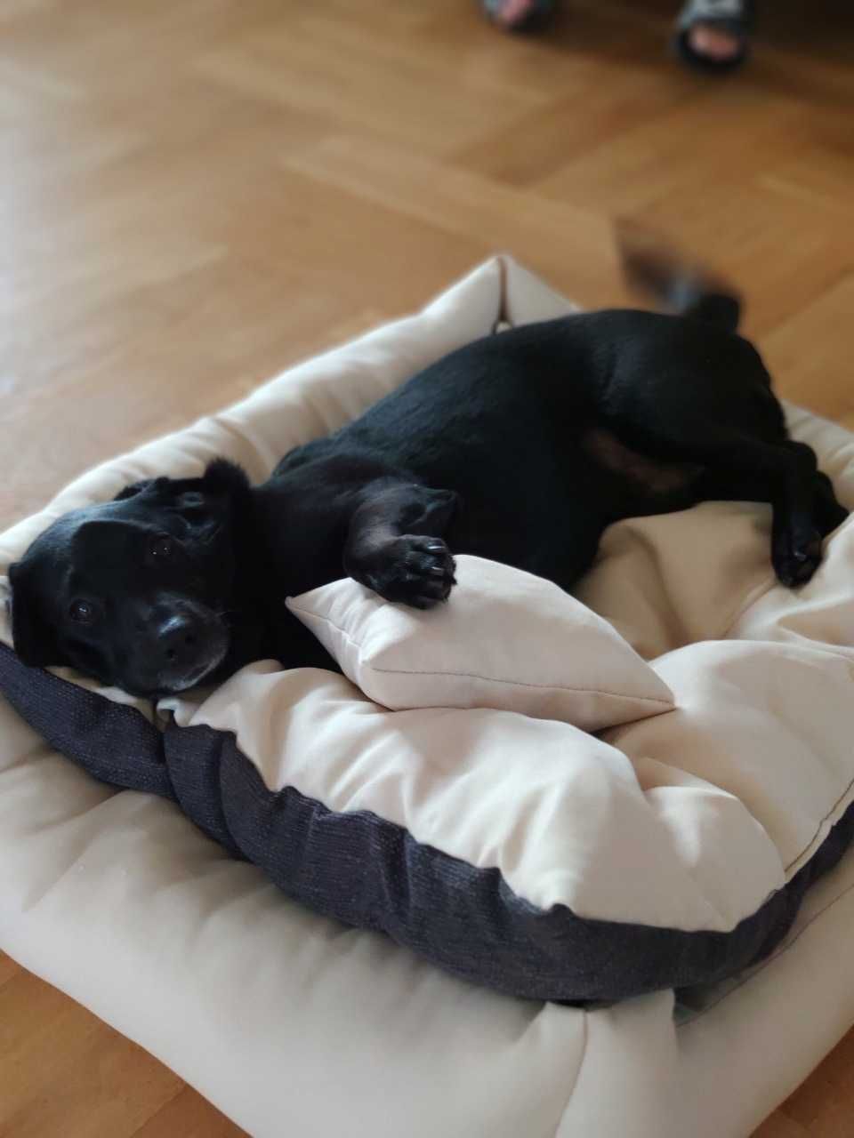 Super komfortowe legowisko kanapa dla psa DUŻEGO I MAŁEGO