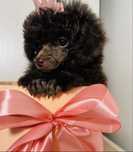 Pudel toy Brown pudel