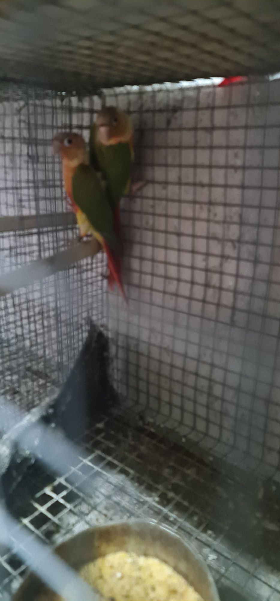 Vários tipos de aves