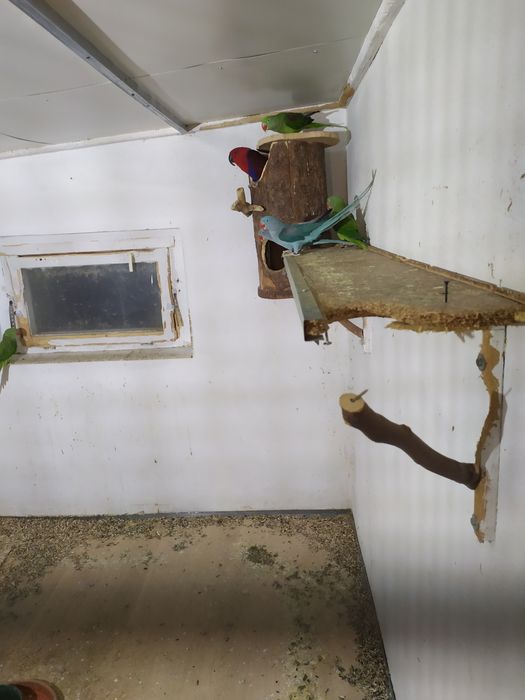 Aleksandreta Wielka mutacja niebieska .