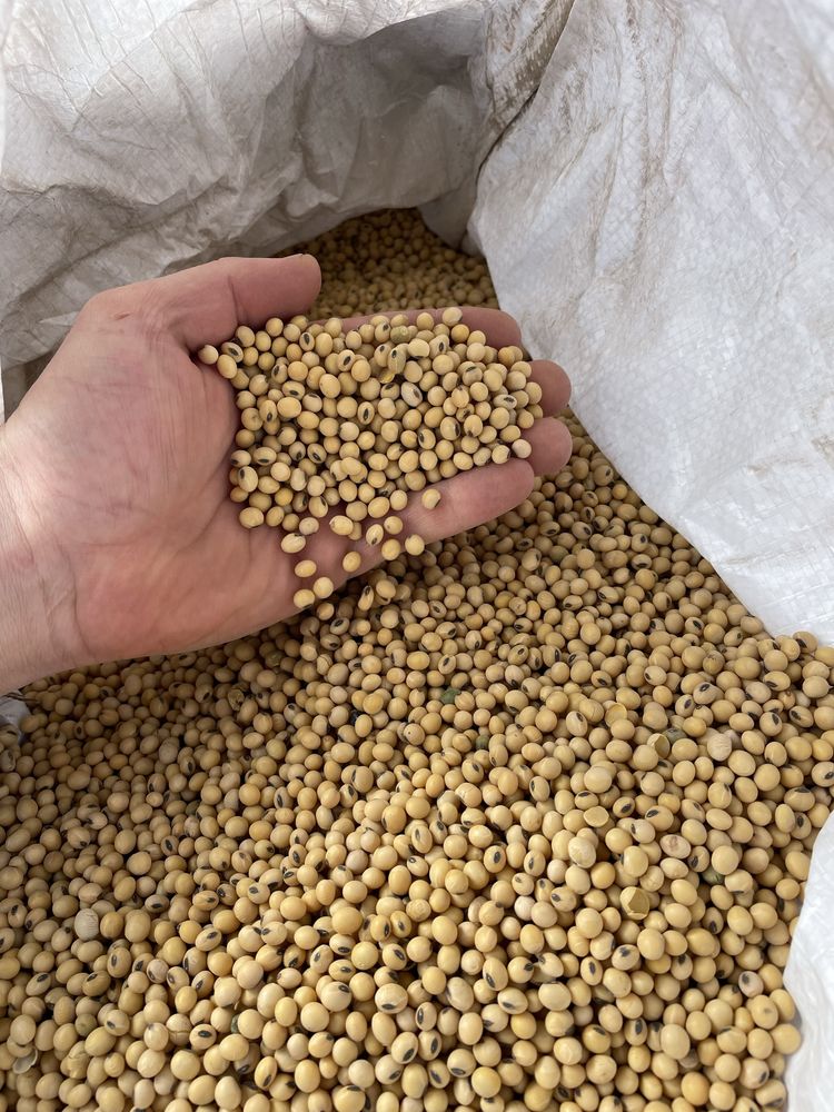 Продам посівний матеріал сої Аполло, посівна соя ГМО під Раундап