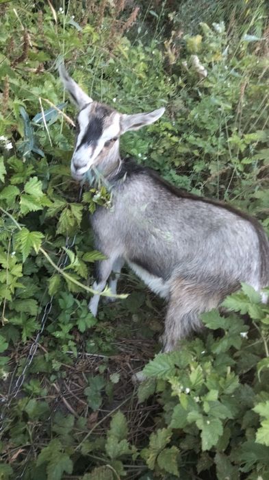 Козочка 4 месяца