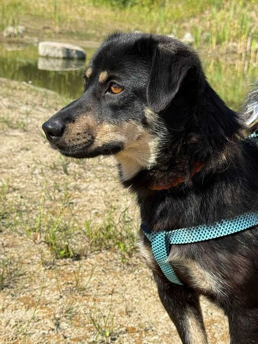 Zygzak- radosny i młody psiak do adopcji