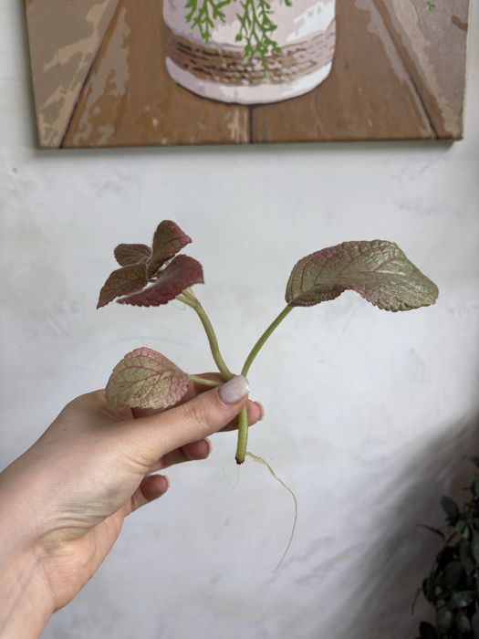 Епісція Золота Осінь, Episcia Golden Autumn
