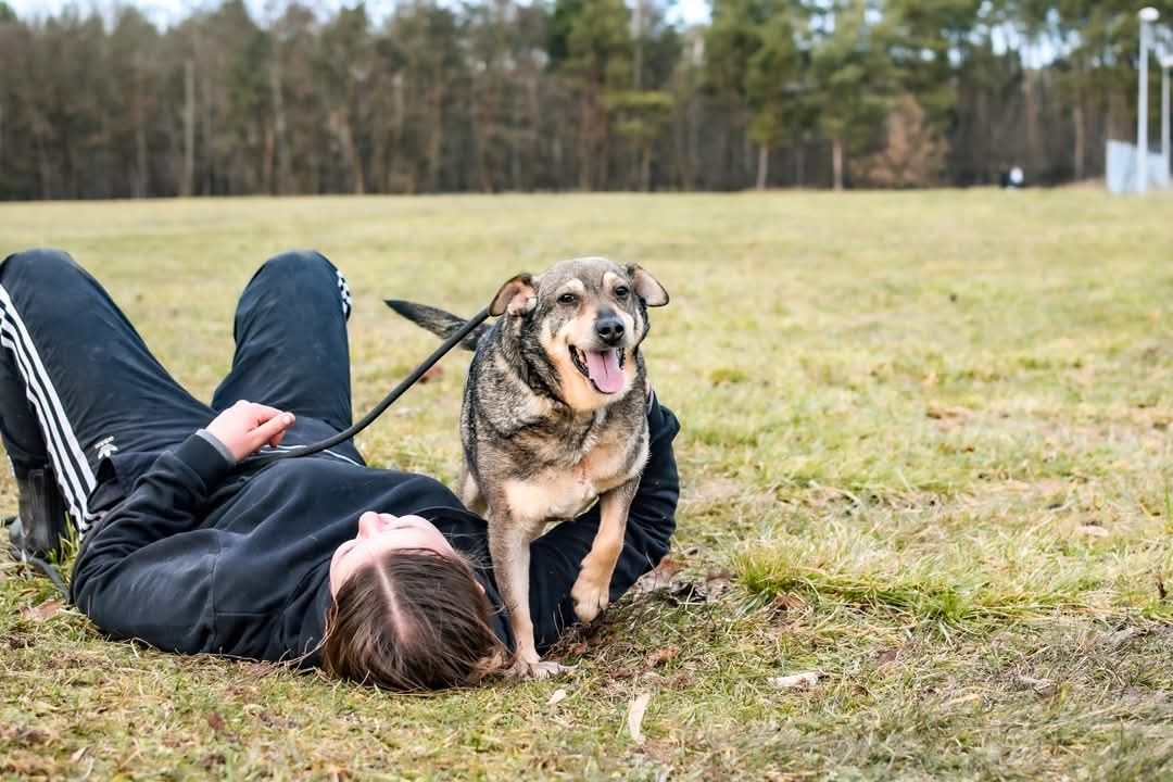Daj dom cudownemu psiakowi! Merlin czeka!