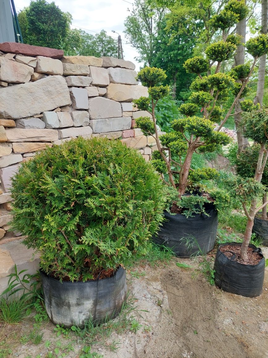 Bonsai, niwaki ogrodowe