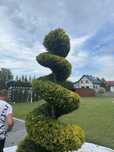 Ogrody ,formowanie krzewów ozdobnych,pielegnacja