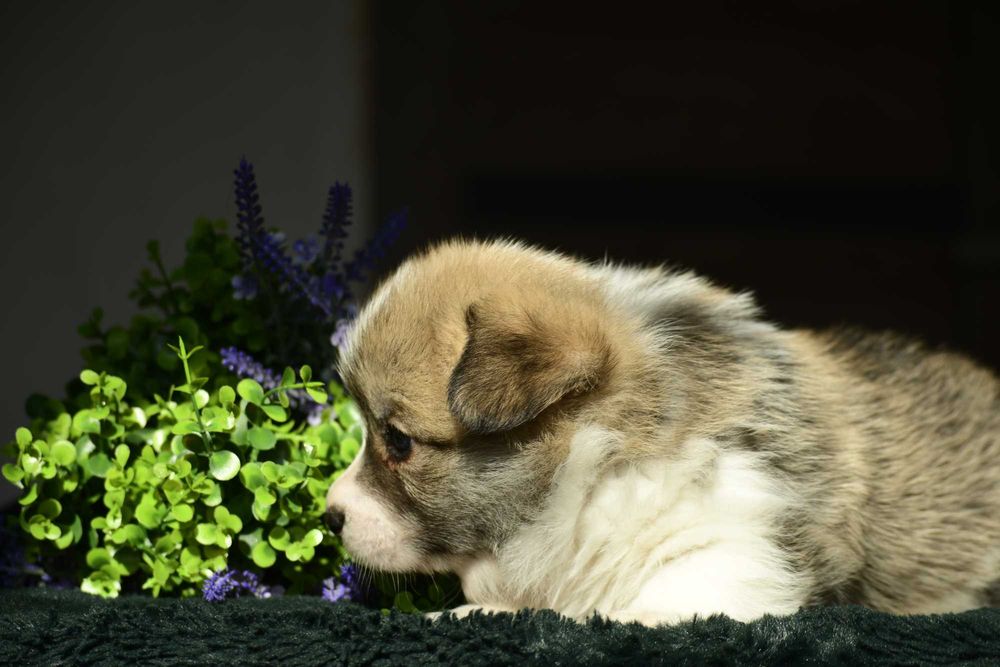 Цуценята коргі КСУ