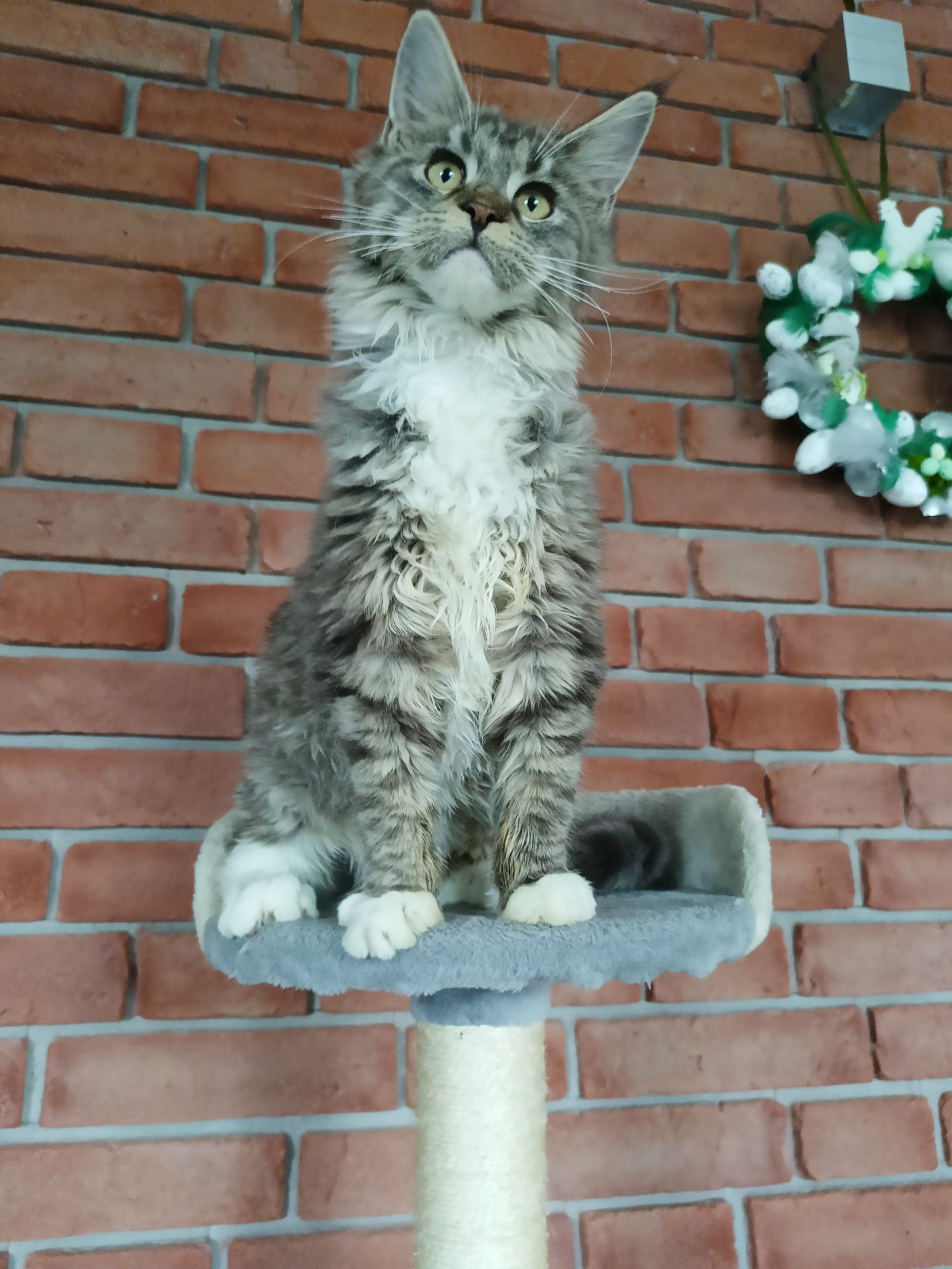 Piękny kocurek Maine Coon