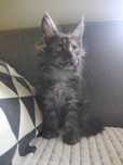 Gaspian kocurek Maine coon