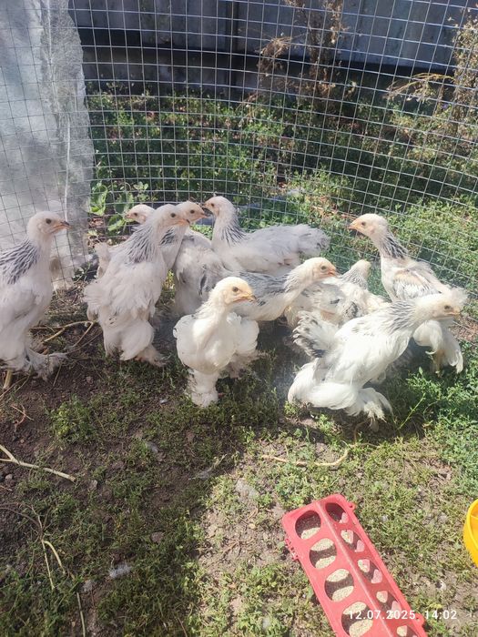 Курчата Брама світла Колумбійський окрас