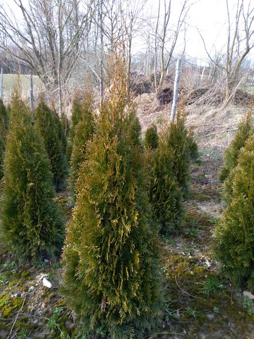 Thuja Szmaragd