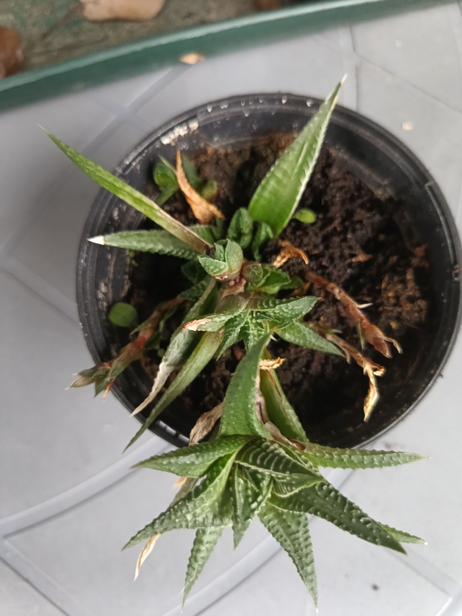 Haworthia limifolia