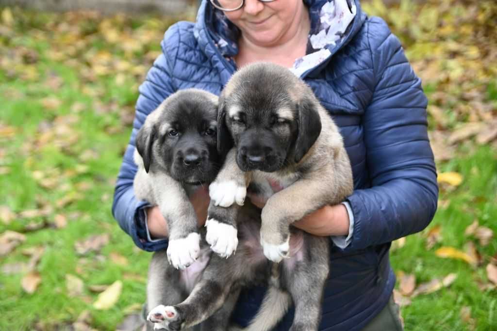 Kangal import Turcja hodowla D.K.BUBU FCI