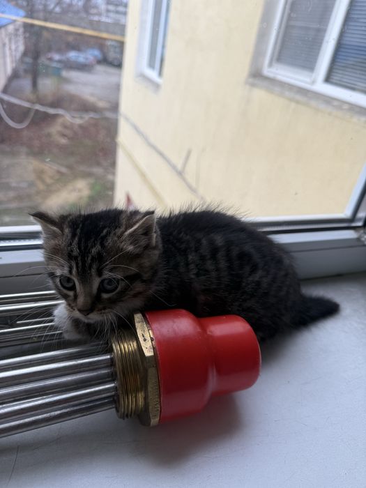 Маленьке кошеня шукає сімʼю ,котенок в дар