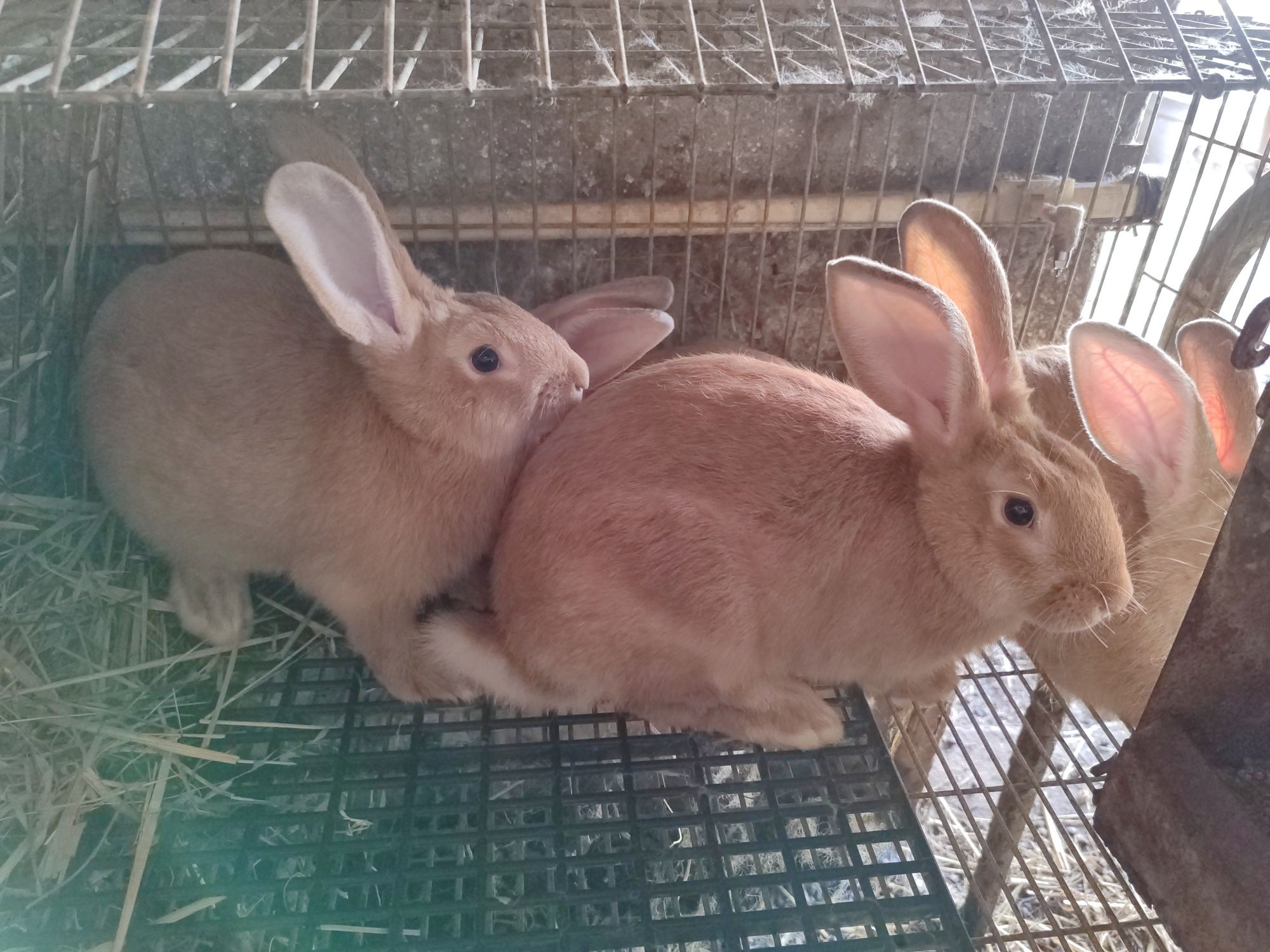 Coelhos Gigantes