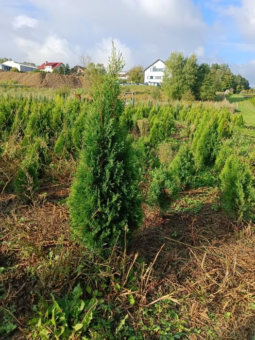 Tuja szmaragd 90cm gęste i szerokie