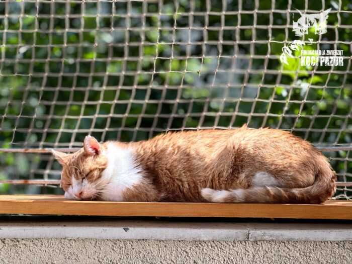 Chudy - kocur, kot, kotek do adopcji