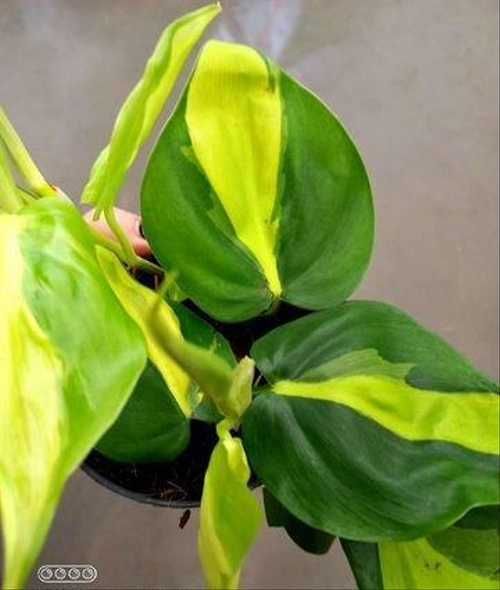 Філодендрон Бразил, кімнатні рослини яскравий позитив  озеленення