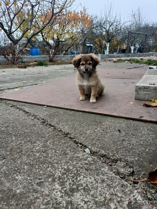 Маленькі цуценята від маленької мами