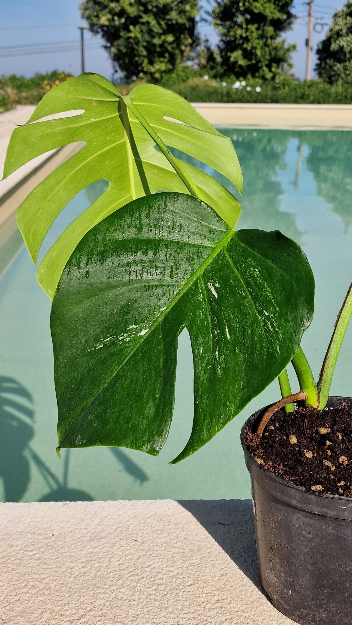 Monstera Albo Variegata