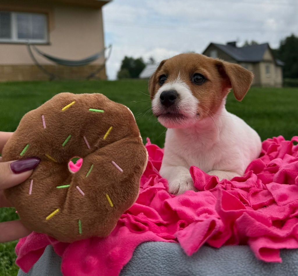 Jack Russell Terrier ZKwP FCI