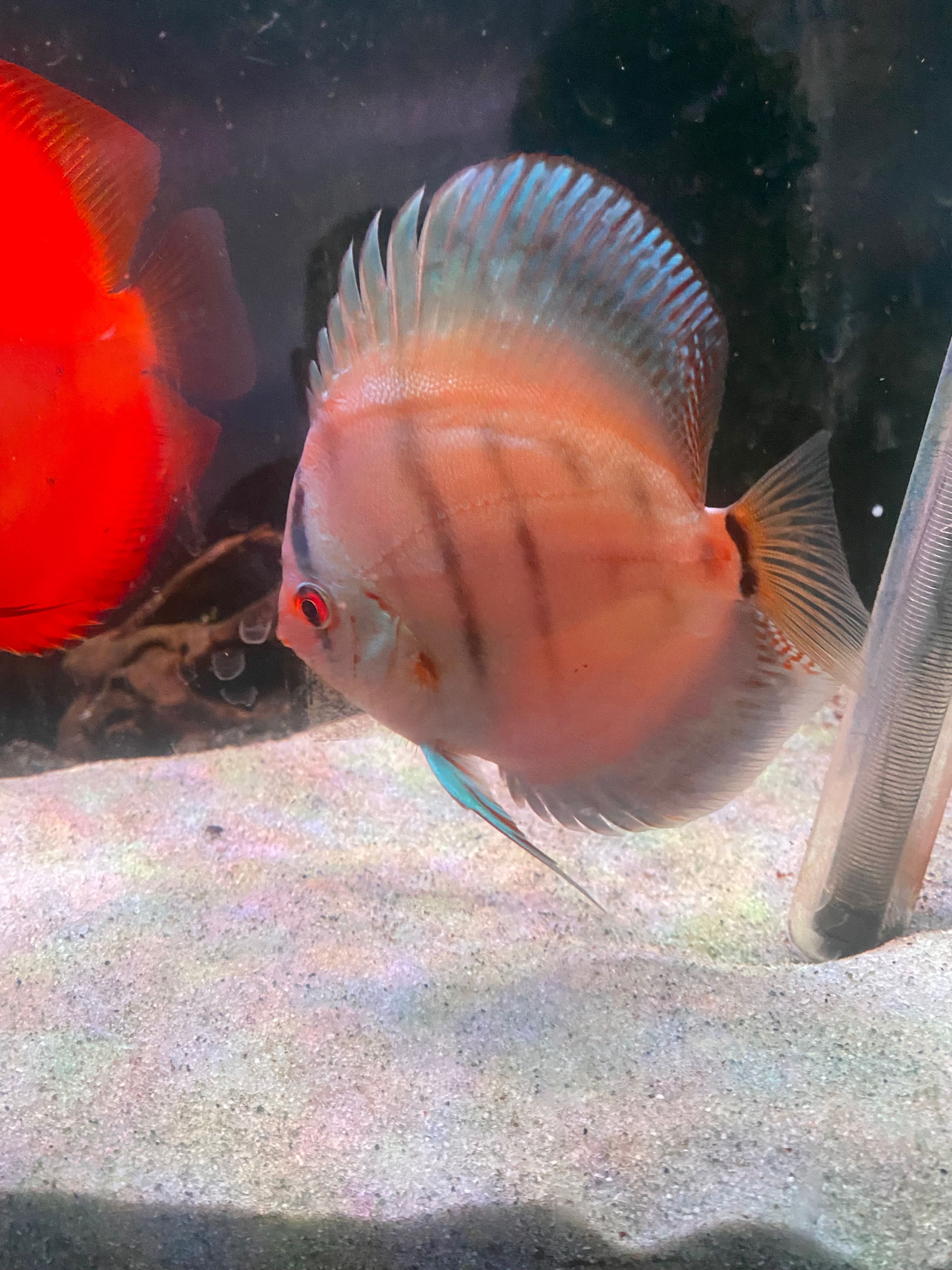 DISCUS Várias espécies