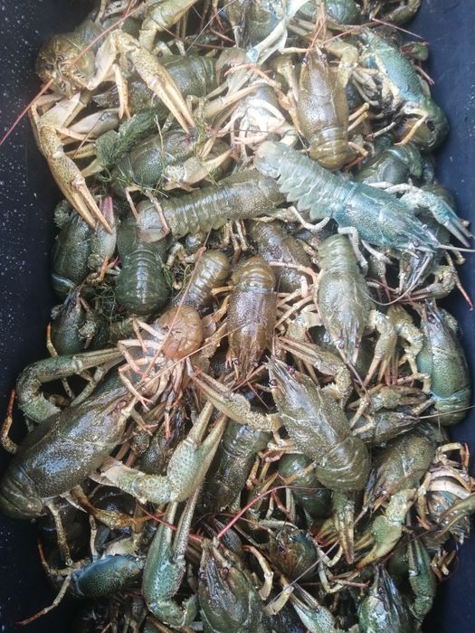 Раки живые и варёные