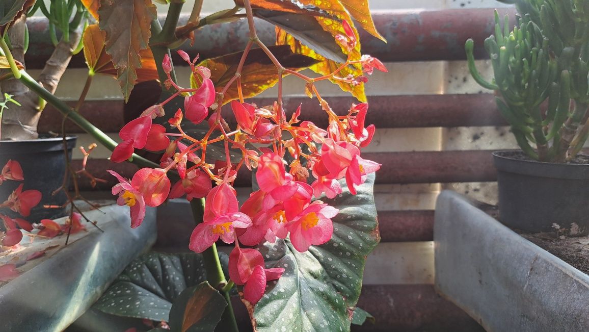 Begonia Maculata Duże Rośliny