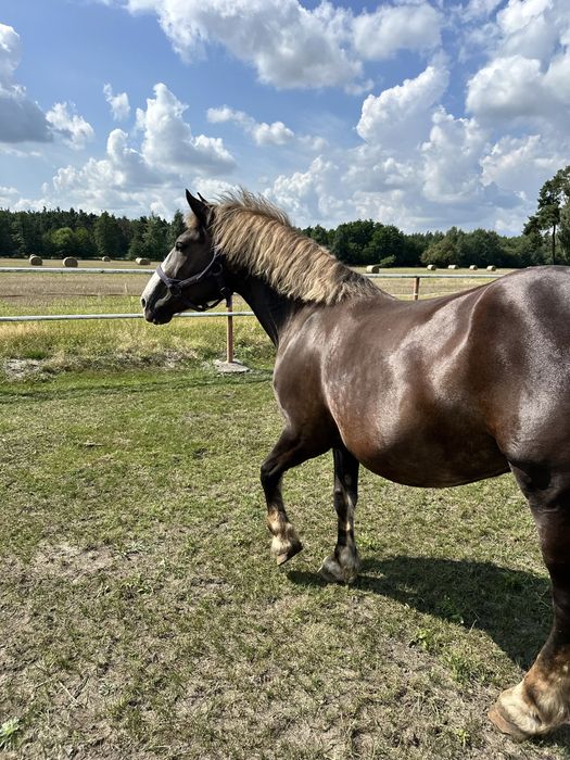 Sprzedam klacz zimnokrwistą