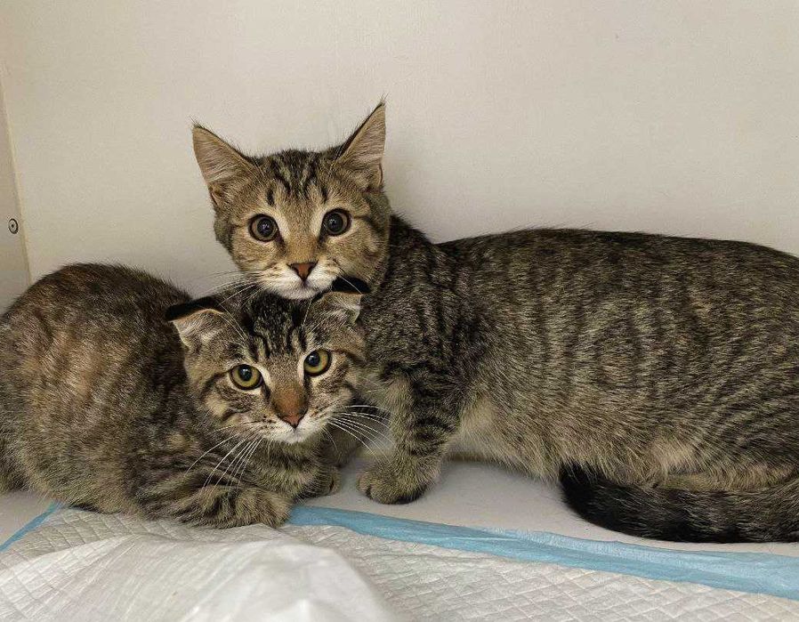 Крошечное сердечко ищет дом! Котенок Кен 4  мес