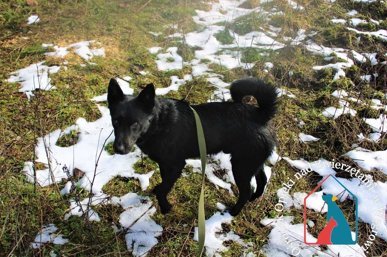 Młody, bardzo fajny,  przyjazny piesek Karlos szuka domu!