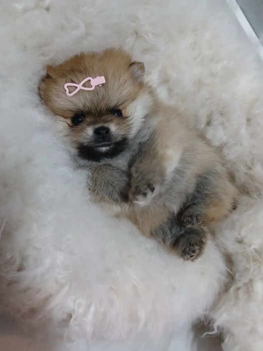 Szpic Miniaturowy Pomeranian