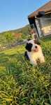 Border Collie suczka