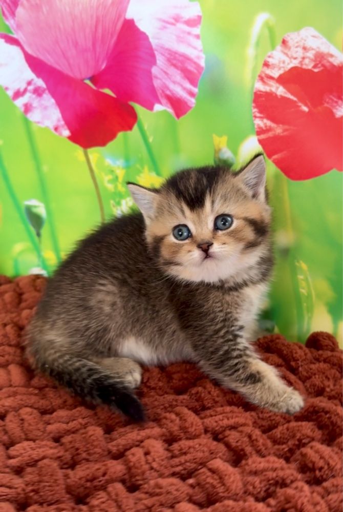 Котик британський тікірований шиншила