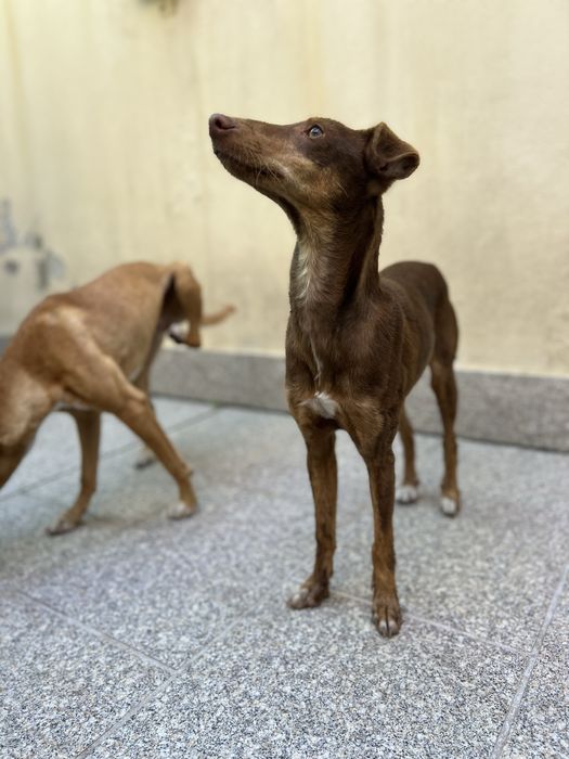 TERRA - cachorra para adoção responsavel