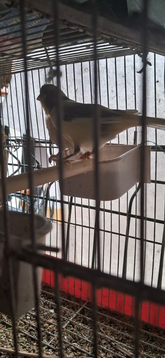 Canários machos e fêmeas de várias raças