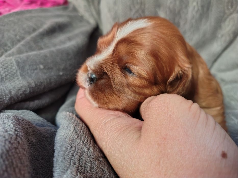 Cavalier king Charles spaniel ruby  * suczka *