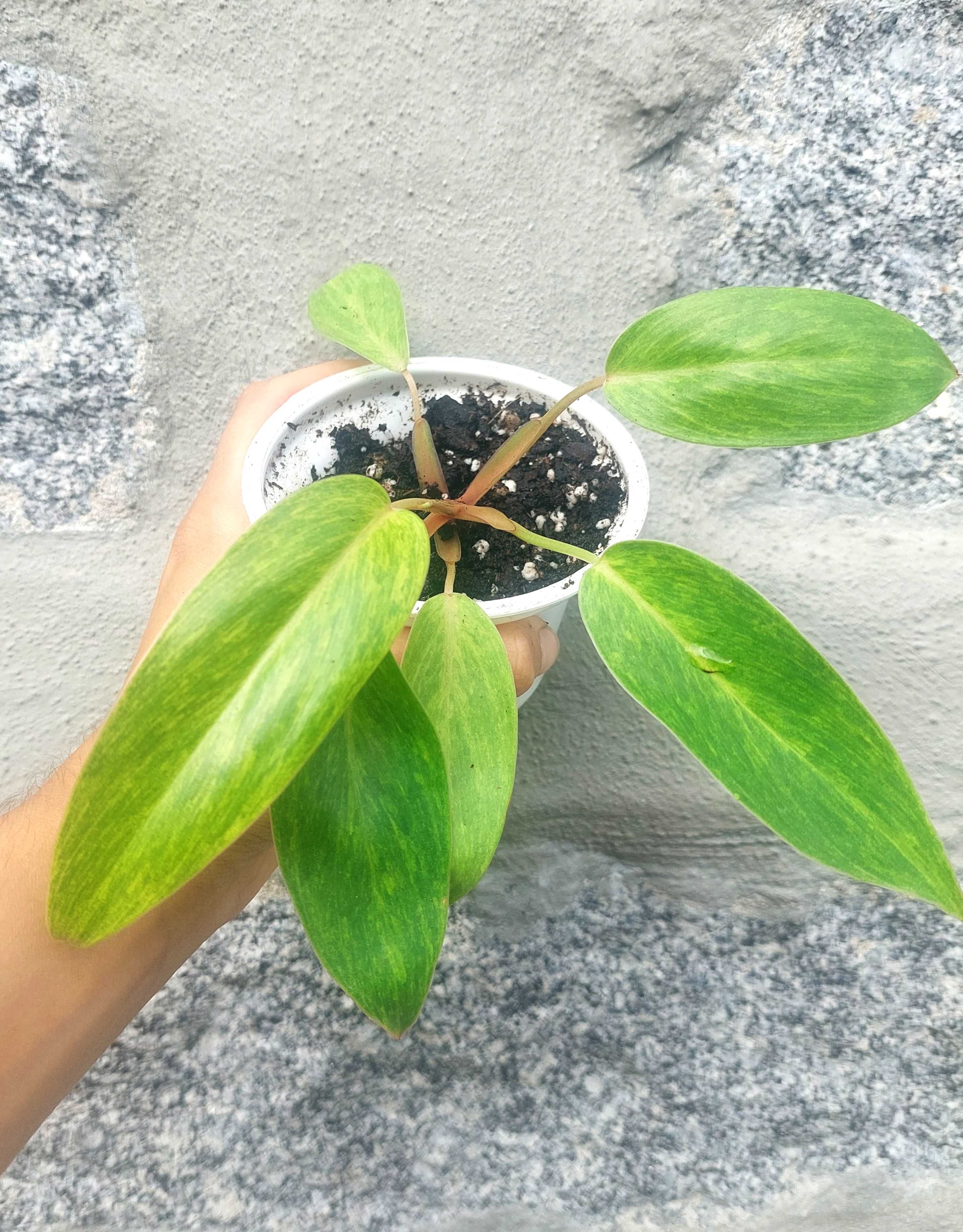 Planta Philodendron Painted Lady