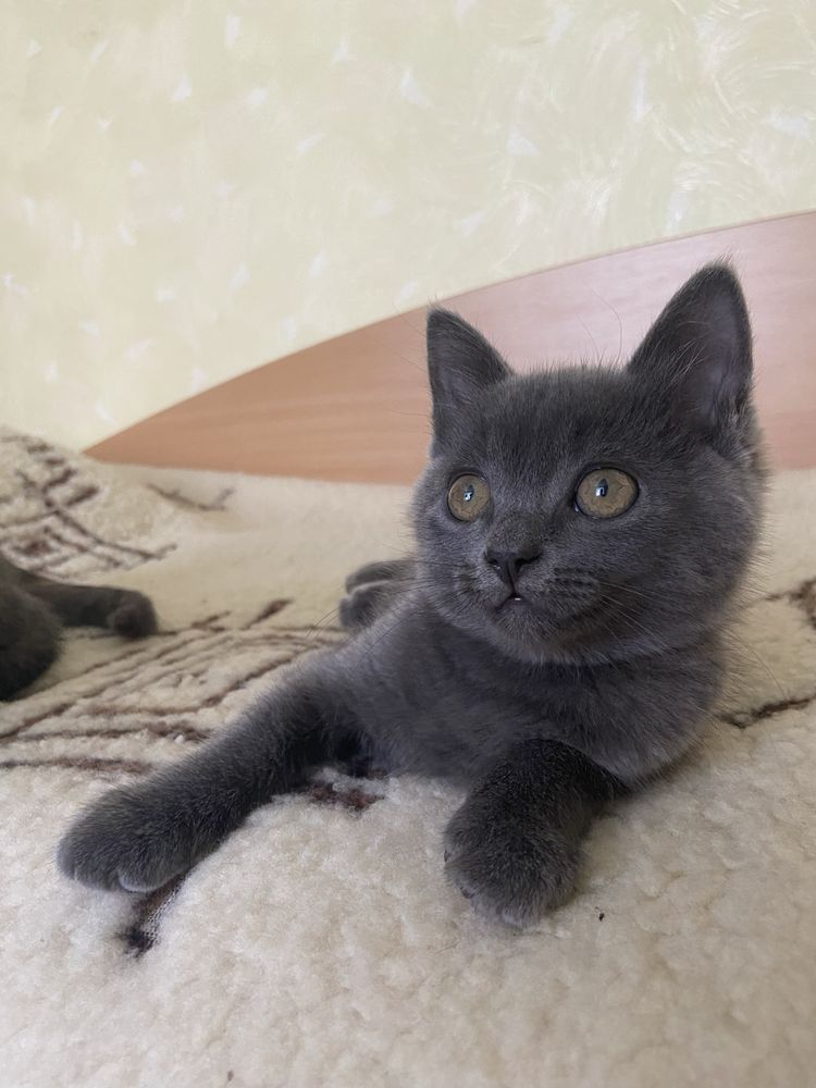 Кошенята котики безкоштовно :)