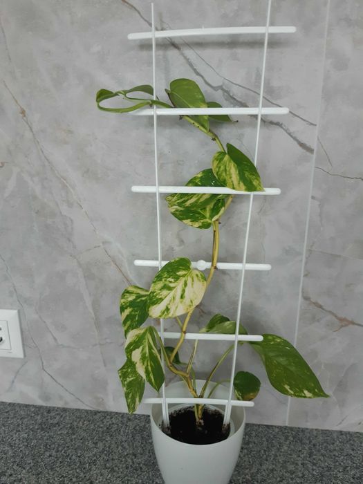 Кротон, спатифілум, аглонема та інші кімнатні рослини