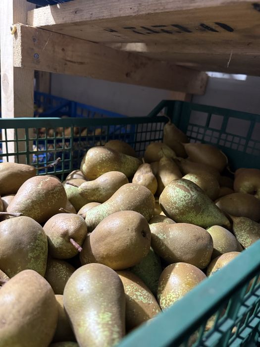 Доброго дня Продаю яблука та груші домашнього вирощування