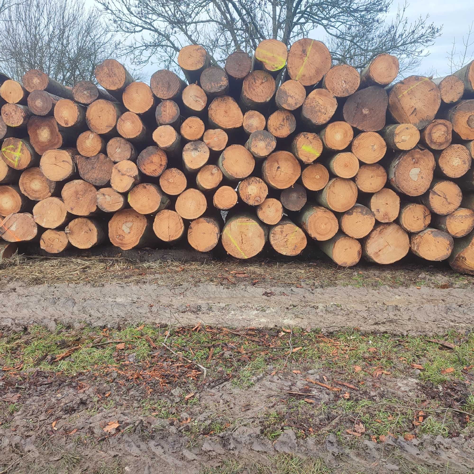 Drewno bukowe długość 250cm