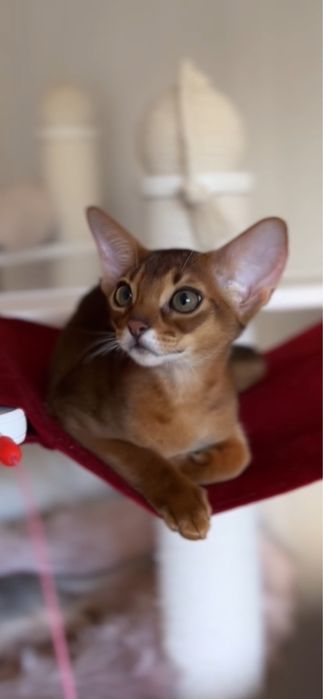 Абиссинский Котенок