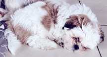 Nowa cena śliczny Shih tzu piesek , szczenię